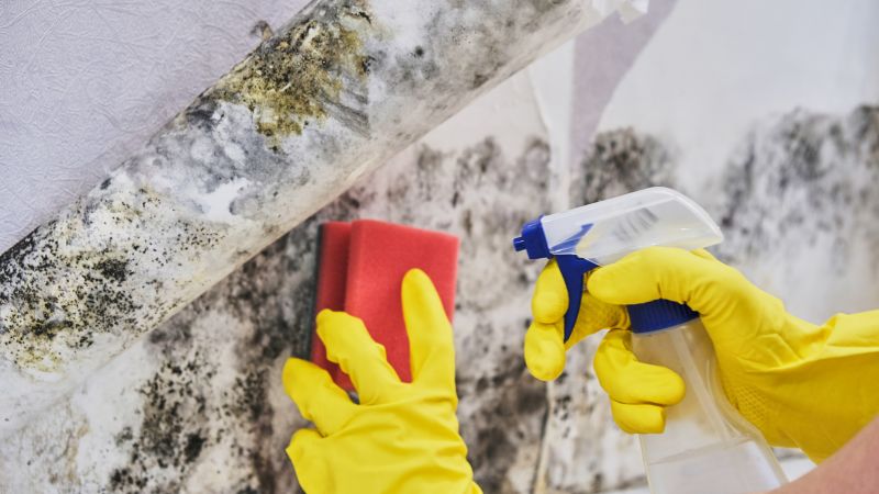 Mold Removal Products